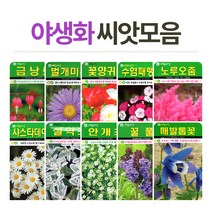 화분월드 야생화 씨앗, 야생화-천일홍100립