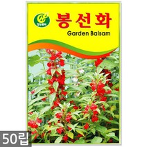 봉선화 50립 - 봉숭아 씨앗 봉선화씨 꽃씨 꽃씨앗 씨앗 씨 야생화씨앗 봉숭아씨, 11_청농_봉선화(50립)