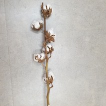 플라라 시약병 500ml 블랙 브라운 데코용 꽃병 유칼립 목화5송이 소품, [플라라] 시약병 500ml 2종 및 소품