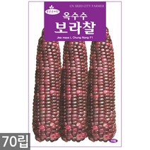 청농종묘 연분홍점 찰옥수수 씨앗 70립 옥수수씨앗 옥수수씨 씨 찰옥수수씨앗, 06_보라찰옥수수(70립)