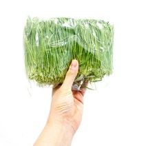 대관령 청정농원 밀싹(500g / 1kg), 1박스, 500g