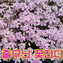 지엘파크 줄무늬꽃잔디40포트(3치포트-8cm)