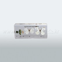 [스마일사이언스] (KSIC-6147)배추흰나비 한살이표본