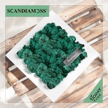 미세먼지 철벽방어! 실내공기정화식물 스칸디아모스 모음 천연이끼, 21.정사각스칸디아액자set 20cmP-퍼시픽그린
