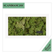 미세먼지 철벽방어! 실내공기정화식물 스칸디아모스 모음 천연이끼, 25.직사각스칸디아액자set 30cmP-미디엄그린