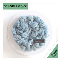 미세먼지 철벽방어! 실내공기정화식물 스칸디아모스 모음 천연이끼, 20.원형스칸디아액자set 24cmP-아이스블루