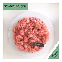 미세먼지 철벽방어! 실내공기정화식물 스칸디아모스 모음 천연이끼, 20.원형스칸디아액자set 24cmP-핑크