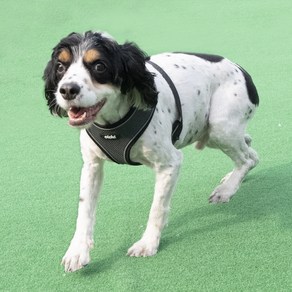 올치 야간 빛 반사 콤비 하네스 A 강아지 산책 목줄