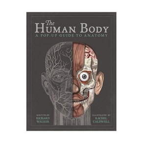 The Human Body : A Pop-Up Guide to Anatomy, TemplaPublishing