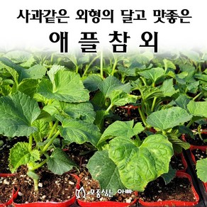 [모종심는아빠] 사과같은 외형의 달고 맛좋은 애플참외 모종 사과참외, 3컵, 1개