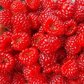 신선팜] 국내산 산딸기 생과, 1박스, 250g x3팩