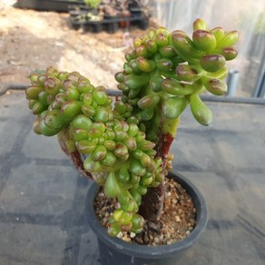 [수암다육] 송록 철화 랜덤발송 Sedum lucidum 'Obesum' f. cistata 랜덤발송 다육 다육이 다육식물 343, 1개