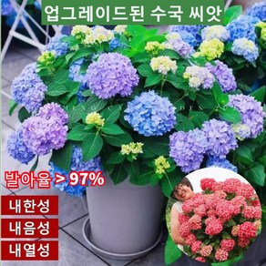 업그레이드된 수국 씨앗 가지가 많고 개화기간이 길며 꽃을 피면 즐겁게 감상할 수 있습니다 50 개/봉지