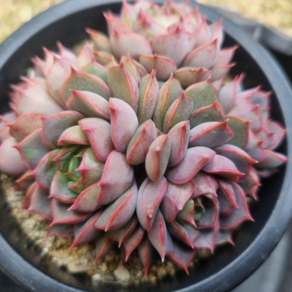 [수암다육] 맘모스맘 랜덤발송 Echeveria 다육 다육이 다육식물 622