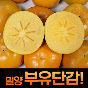 산지직송 고당도 햇단감 밀양단감 부유단감 알뜰 5kg, 1세트