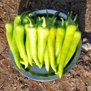 농사부 당조고추 농가직송 당일수확, 1개, 2kg