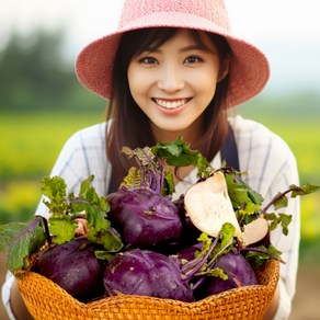 고당도 제주 제주산 콜라비 적콜라비 특상품, 1박스, 10kg