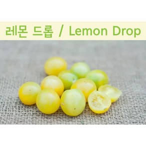 레몬드롭 Lemon Dop Chey 달콤한 희귀토마토 교육 체험용 세트, 1개