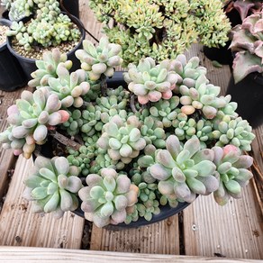 [수암다육] 알사탕 랜덤발송 Echeveria sp. 다육 다육이 다육식물 609