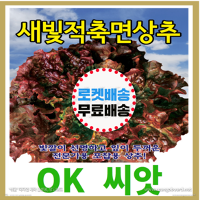 [OK씨앗] [새빛적축면상추(봄 여름 가을)] 상추씨앗 종자(오케이씨앗)