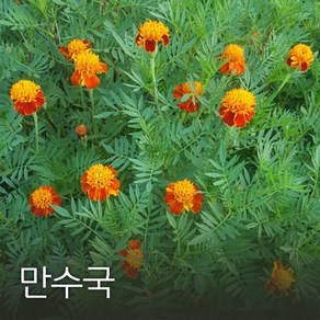 코리아팜 메리골드 100g, 1개