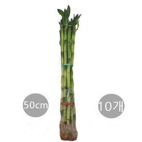 도도팜 개운죽 10cm 20cm 30cm 40cm 50cm 나도풍란 수경식물, 1개