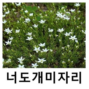 너도개미자리 야생화 10cm포트 8개묶음, 8개