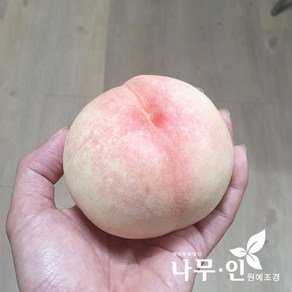 [나무인] 복숭아나무묘목 2개 백도품종