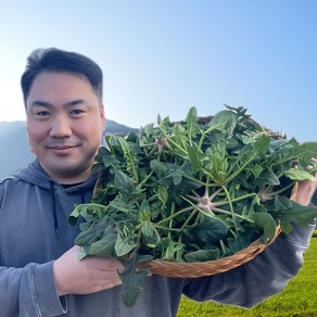 남해 시금치 노지 시금치 1KG, 1개