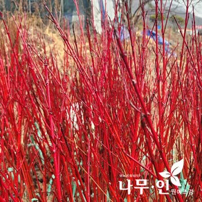 [나무인] 흰말채나무 키80cm 5개