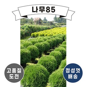 (나무85) 둥근측백(리틀자이언트) 포트, 1개