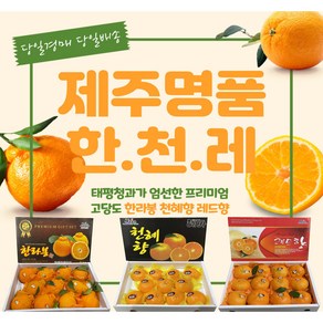 제주 한라봉 천혜향 레드향 3KG, 9~12과 한라봉 대과 3KG, 1개