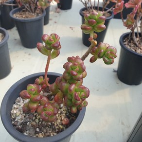 [수암다육] 송록 랜덤발송 Sedum lucidum 'Obesum' 다육 다육이 다육식물 635, 1개
