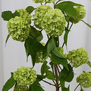 불두화(목수국) 한단 생화택배
