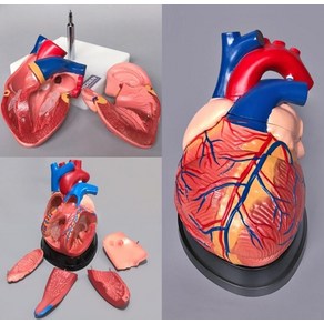 심장 모형 인체 교육용 해부학 교육 모델 해부 과학수업, A