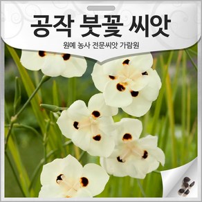 공작 붓꽃 씨앗 아프리카 데이지 종자 붓꽃씨 20알, 1개