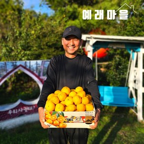 예래마을 제주 서귀포 노지 감귤 10kg중대과, 1개, 단품