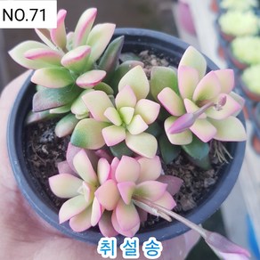 다육식물- 희귀 다육 100가지 모아보기, [NO. 71] 9cm 포트, 1개