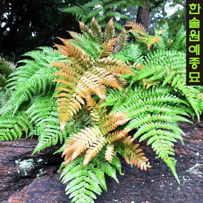 홍지네고사리 어텀펀(Autumn Fern) 15cm 포트