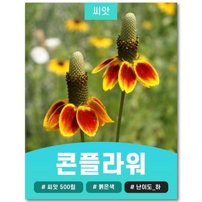 콘플라워 씨앗 500립, 1개