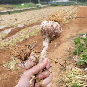 농랑부랑 서산 햇마늘 저장마늘 밭마늘 반접 50개(소), 1개