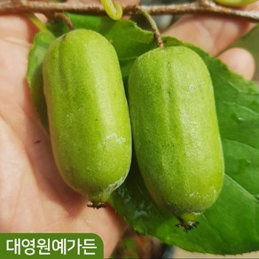 용성2호 왕다래 키150cm 결실주 자가수정 덩굴식물 다래나무