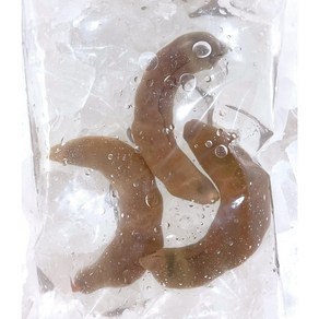 국내산 제철 횟감용 활 참개불 개불회, 1개, 3마리