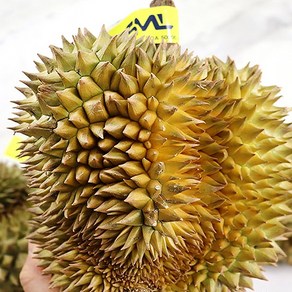 해송 태국 프리미엄 고당도 생 두리안, 1박스, 8kg(커플 중대 2~3과)