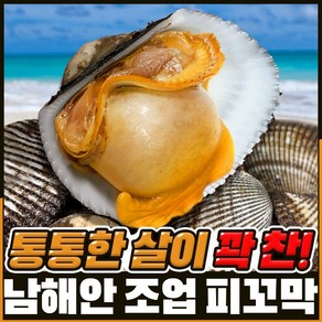 [남해직송] 살이꽉찬 피꼬막 당일새벽조업, 5kg, 1개