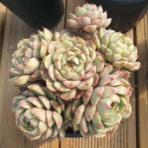 [수암다육] 벤바디스 랜덤발송 Echeveria 'Ben Badis' 랜덤발송 다육 다육이 다육식물 421