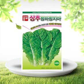 아시아종묘 씨앗 무 체리원 120g, 1개