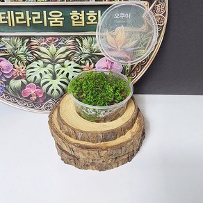 테라리움식물 구름이끼 컵(8x3.5cm)셀레지넬라 비바리움 DIY 만들기 재료, 1개