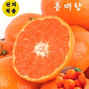 [팜&팜] 홍매향 정품 빨간 귤 제주 프리미엄 고당도, 1세트, 대과 1kg(4-5과)