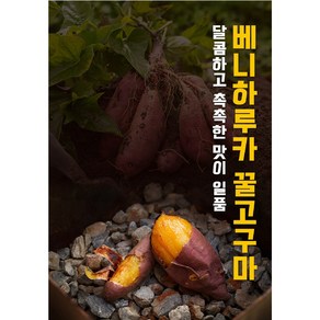 산지직송 영암 꿀고구마 달달한 베니하루카 고구마, 1박스, 3kg(대왕)